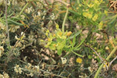 Pecan sahara, Spindle, Euphorbe du Roi Juba, Tabaiba amarga, Tabaiba salvaje - Euphorbia regis-jubae - Euphorbiaceae, Euphorbiaces, Euphorbiaces