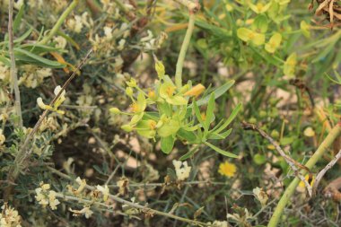 Pecan sahara, Spindle, Euphorbe du Roi Juba, Tabaiba amarga, Tabaiba salvaje - Euphorbia regis-jubae - Euphorbiaceae, Euphorbiaces, Euphorbiaces
