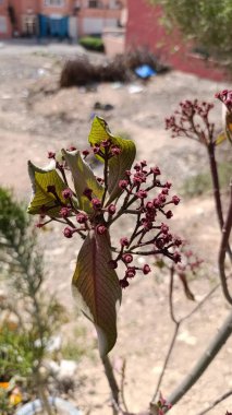 Afrika süt çalısı, Euphorbe marbe, Mojtaba, Matin pashazadeh, Euphorbe ombelle, Afrikanischer Milchbaum, Milagrosa, Lechero africano, Janaba - Euphorbia umbellata - Euphorbiaceae