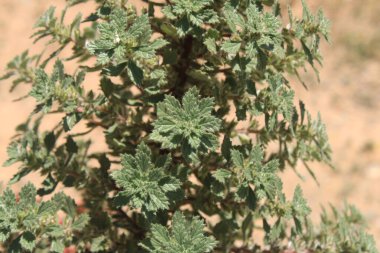 Desert Nettle, Forskaole trs tenace, Forskaole rustique, Klebnessel - Forskaolea tenacissima - Urticaceae, Urticacaceae