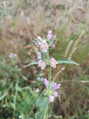 Geniş yapraklı kenevir otu, Galopside intermdiaire, Ackerhohlzahn, Canapetta violacea, Borreia, Camo silvestre - Galeopsis ladanum - Lamiaceae