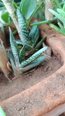 Yuvarlak uçlu aloe, ventail Granuleux, Bredasdorp gasteria, keeled gasteria, Hirschzunge, Jzorka brodawkowata, Aleta de tiburn - Gasteria Carinata - Asphodelaceae