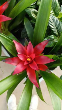 Scarlet yıldız havaalanı, Droophead, Dil Yaprağı Havalimanı, Langue de feu, Guzman en forme de Langue, Piuela, Guzman Lenguada - Guzman lingulata - Bromeliaceae