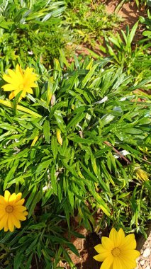 Sert hazine çiçeği, Gazania akını, Middaggoud, Mittagsgold, Gazania strisciante, Funcionria, Dormilona, Flor de tesoro - Gazania rigens 'Talent Yellow' - Asteraceae 
