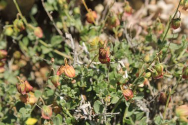 Kanarya kayası, Hlianthme des kanarya, Jarilla turmerası - Helianthemum kanaryası - Kistaceae, Cistaces