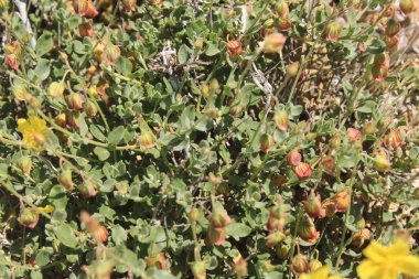 Kanarya kayası, Hlianthme des kanarya, Jarilla turmerası - Helianthemum kanaryası - Kistaceae, Cistaces