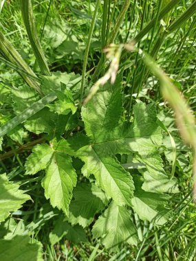 Sibirya Hogweed, Berce de Sibrie - Heracleum sibiricum - Apiaceae, Apiaces