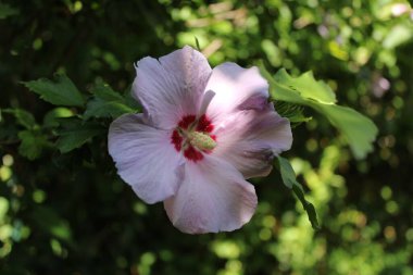 Sharon 'ın Gülü, çalılık-althaea, Suriye amblemi, Suriye ketmisi, Altha, Hibiscus de Syrie, Ketmie, Mauve en arbre - Hibiscus Syriacus - Malvaceae, Malvaces
