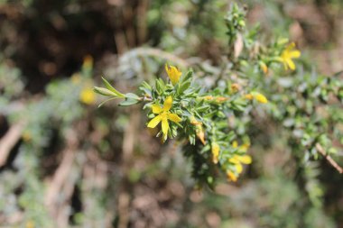 Mısırlı Aziz John otu, Hierba de San Juan egipcia, Millepertuis d 'Mısır - Hypericum aegypticum - Hypericaceae, Hypricaces