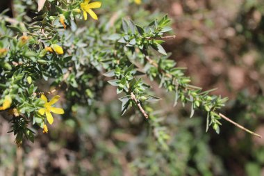 Mısırlı Aziz John otu, Hierba de San Juan egipcia, Millepertuis d 'Mısır - Hypericum aegypticum - Hypericaceae, Hypricaces