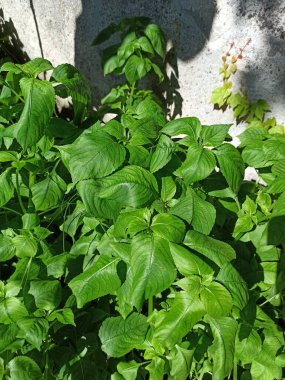 Küçük balsam, küçük çiçekli dokunma bana, Balsamine petites fleurs, Impatiente petites fleurs - Impatiens parviflora - Balsaminaces, Balsaminaceae
