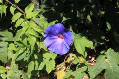 Mavi Şafak Çiçeği, Ipome d 'Inde, Ipomoea indica - Convolvulaceae, Convolvulaces
