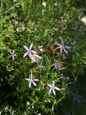 Rock Isotome, Blue Starflower, Izotoma australska, Isotome des rochers, Sternenblume, La cinque spine, Laurencja, Isotoma axillaris, Lithotoma axillaris, Campanulaceae