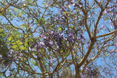 Mimosa Jacaranda, Black Poui, Fern tree, Jacaranda feuilles de mimosa, Flamboyant bleu, Gualanday, Tarco, Cacha Cacha - Jacaranda mimosifolia - Bignoniaces, Bignoniaces