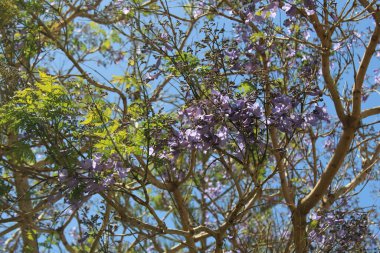 Mimosa Jacaranda, Black Poui, Fern tree, Jacaranda feuilles de mimosa, Flamboyant bleu, Gualanday, Tarco, Cacha Cacha - Jacaranda mimosifolia - Bignoniaces, Bignoniaces