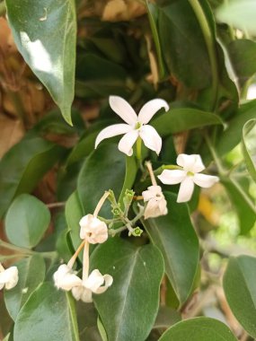 Katalonya yasemini, Şairler Jasmine, Grootbloemige Jasmijn, Aitojasmiini, Jasmin des potes, Jasmin a grandes fleurs, Chinesischer Tee Jasmin, Gelsomino, Jasmim dos poetas, Jazmn espaol, Jasminum grandiflorum, Oleaceae