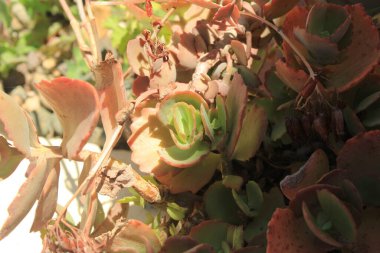 Fedtschenko 'nun Kalanchoe' si, Lavanta midyeleri, Kalancho de Fedtschenko, Calanchoe variegada, Kalanchoe Fantasma - Kalanchoe fedtschenkoi - Crassulaceae, Crassulaceae