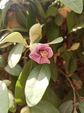 Norfolk Adası amblemi, Primrose ağacı, İnek kaşıntısı ağacı, Hibiscus de l 'le Norfolk - Lagunaria patersonii - Malvaceae, Malvaces