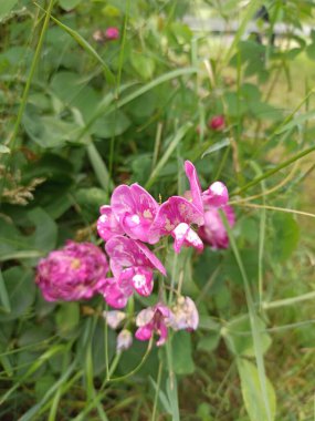 Perennial peavine, Broad left forever pea, Pois vivace, Gesse Larges feuilles, Pois de Chine - Lathyrus latifolius - Fabaceae, Fabaces
