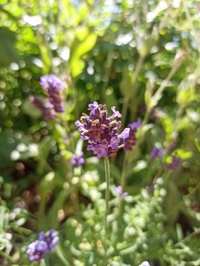 İngiliz lavantası, Ortak Lavanta, Gerçek Lavanta, Lavande officinale, Lavande vraie, Lavande feilles troites - Lavandula angustifolia - Lamiaceae, Lamiaces