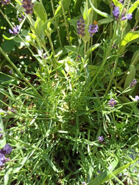 İngiliz lavantası, Ortak Lavanta, Gerçek Lavanta, Lavande officinale, Lavande vraie, Lavande feilles troites - Lavandula angustifolia - Lamiaceae, Lamiaces