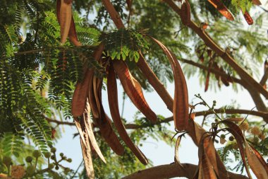 At tamarind, Coffee Feebush, Ipil ipil, Leucna a tetes blanches, Faux acia, Faux mimosa, Acacie - Leucaena löcocephala - Fabaceae, Fabaces