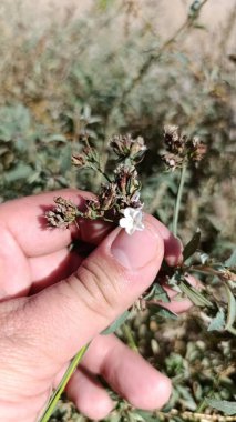 Perrenial Sea lavanta, Lavande de mer, Statice sinue, saladelle sinuer, limonium a feuilles sinues - limonyum sinuatum - Plumbaginaces, Plumbaginaceae