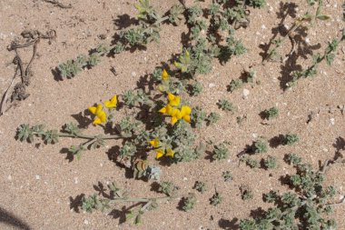 Lanzarote kalp kurdu, Corazoncillo de Lanzarote, Lotier de Lanzarote - Lotus lancerottensis - Fabaceae