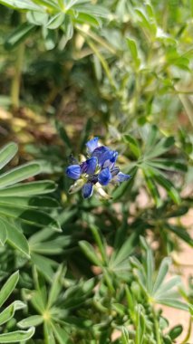 Hairy lupin, Lupin de Cosentini, Lupino multifloro, Chochos, Altramuz silvestre - Lupinus cosentinii - Fabaceae