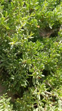 Güney Boxthorn, Güney Çay Ağacı, Zuidelijke Boksdoorn, Lyciet des bois, Lyciet imbriquer, Sparriger Bocksdorn, Spina santa insulare, Cambroeira, Lycium intricatum, Solanaceae