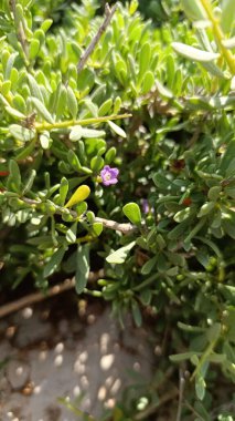 Güney Boxthorn, Güney Çay Ağacı, Zuidelijke Boksdoorn, Lyciet des bois, Lyciet imbriquer, Sparriger Bocksdorn, Spina santa insulare, Cambroeira, Lycium intricatum, Solanaceae