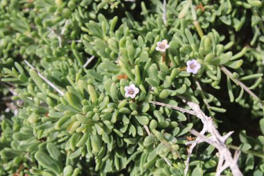 Güney Boxthorn, Güney Çay Ağacı, Zuidelijke Boksdoorn, Lyciet des bois, Lyciet imbriquer, Sparriger Bocksdorn, Spina santa insulare, Cambroeira, Lycium intricatum, Solanaceae