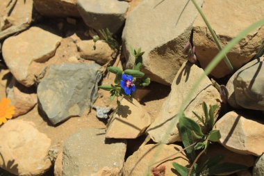 Loefling pimpernel, Loefling loosestrife, Lysimaque de Loefling, Mouron feuilles Larges - Lysimachia loeflingii - Primulaceae, Primulaceae, Primulaces