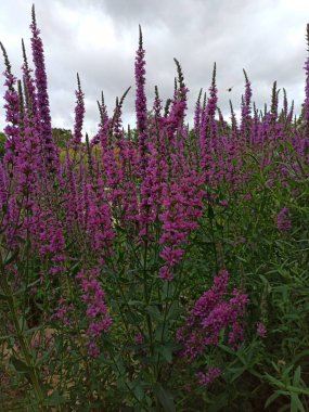 Mor Gevşeme, Salicaire Komünü - Lythrum Salicaria - Lythraceae, Lythraces