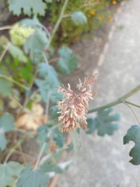Beş tohum Plume gelinciği, Tree Celandine, Fjervalmue, Macleaya a feilles cordees, Weisser Federmohn, Papavero piumato, Pluma de Papoula, Yacon, Macleaya cordata, Papaveraceae