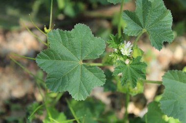Mısır yosunu, Cheeseweed, Küçük çiçekli mallow, Mauve parviflore, Mauve d 'Mısır, Kleinbltige Malve, Malva de botica, Malvilla menor, Kleinbloemig kaasjeskruid - Malva parviflora - Malvaceae