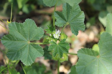 Mısır yosunu, Cheeseweed, Küçük çiçekli mallow, Mauve parviflore, Mauve d 'Mısır, Kleinbltige Malve, Malva de botica, Malvilla menor, Kleinbloemig kaasjeskruid - Malva parviflora - Malvaceae