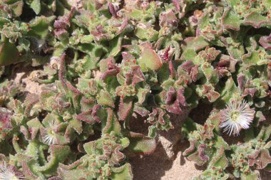 Buzul, Kristal, Ficode Buzulu, Gros Dökümhanesi - Mesembryanthemum Kristalini - Aizoaceae, Aizoaces