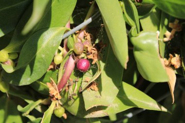 Yeni Zelanda manatokası, Ngaio Ağacı, Fare deliği ağacı, Myopore Plaisant, Muizengatboom, Miporo - Myoporum Laetum - Scrophulariaceae