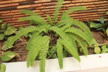 Merdiven eğreltiotu, Fishbone eğreltiotu, Boston eğreltiotu, Nphrolpide feuilles cordes, Fougre couronne, Helecho serrucho, Samambaia americana, Felce pennata - Nephrolepis cordifolia - Polypodiaceae 