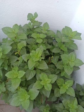 Limon fesleğeni, fesleğen, tatlı fesleğen, bazilika sitronu, bazilik sauvage - Ocimum americanum - Lamiaceae, Lamiaces