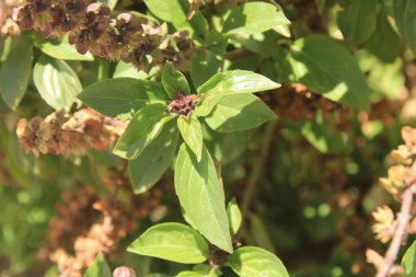 Kafur fesleğeni, Basilic kafur, Basilic perptuel du Kilimandjaro - Ocimum Kilimandscharicum - Lamiaceae, Lamiaces