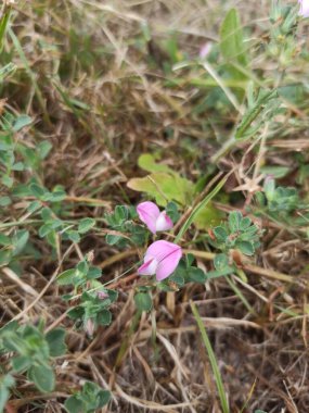 Dikenli Resthok, Bugrane pineuse, Arrte buf - Ononis spinosa - Fabaceae, Fabaces