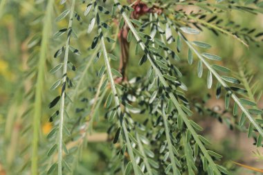 Meksika palo verde, Kudüs dikeni, jelibon ağacı, Jrusalem çamı, Kudüs çamı, Parkinsonie pineuse, Ginestra spinosa, Turco, Cinacina - Parkinsonia aculeata - Fabaceae