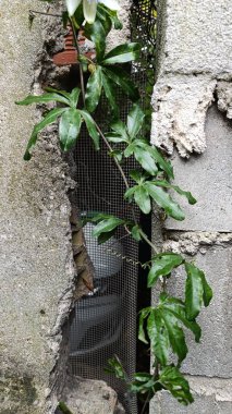 Ortak Tutku Çiçeği, Passiflore bleue, Passiflore bleutre - Passiflora caerulea Passifloraces, Passifloraceae