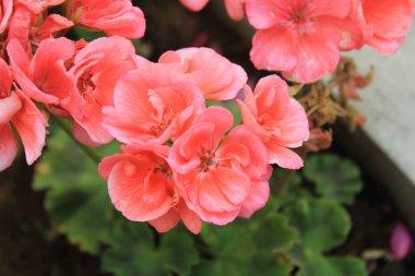 Horseshoe geranium, Granium zonale, zonal geranium - Pelargonium zonale - Geraniaceae, Graniaces
