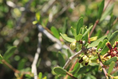 Afrikalı Kurtboğan, Priploca lisse, Periploca minore, Cornicabra, Glatte Baumschlinge, Salguilla - Periploca angustifolia - Apocynaceae