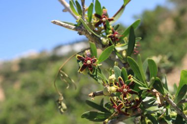 Afrikalı Kurtboğan, Priploca lisse, Periploca minore, Cornicabra, Glatte Baumschlinge, Salguilla - Periploca angustifolia - Apocynaceae