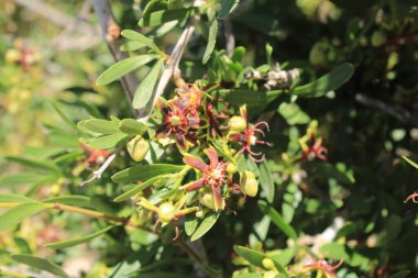 Afrikalı Kurtboğan, Priploca lisse, Periploca minore, Cornicabra, Glatte Baumschlinge, Salguilla - Periploca angustifolia - Apocynaceae