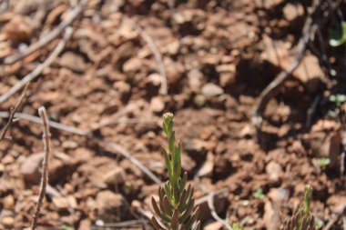 Pale Stonecrop, Sdum de Nice, Orpin sdiforme, Ua de gato, Pinheirinha, Borracina di Nβ, Nizzaer Mauerpfeffer - Petrosedum sediforme - Crassulaceae